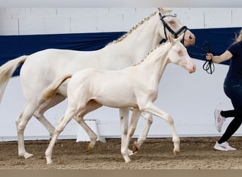 Deutsches Reitpony, Stute, Fohlen (04/2024), Perlino