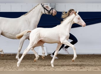 Deutsches Reitpony, Stute, Fohlen (04/2024), Perlino