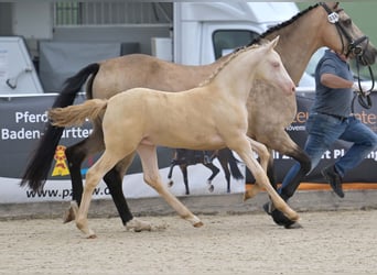 Deutsches Reitpony, Stute, Fohlen (04/2025), Perlino