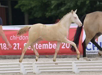 Deutsches Reitpony, Stute, Fohlen (04/2025), Perlino