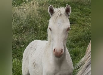 Deutsches Reitpony, Stute, Fohlen (03/2026), Perlino
