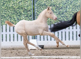 Deutsches Reitpony, Stute, Fohlen (03/2026), Perlino