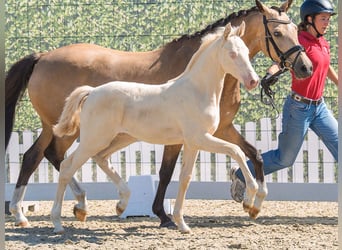Deutsches Reitpony, Stute, Fohlen (05/2026), Perlino
