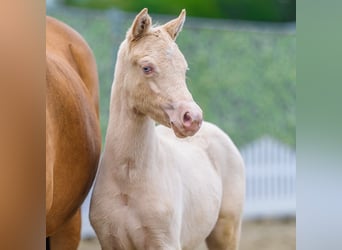 Deutsches Reitpony, Stute, Fohlen (03/2026), Perlino