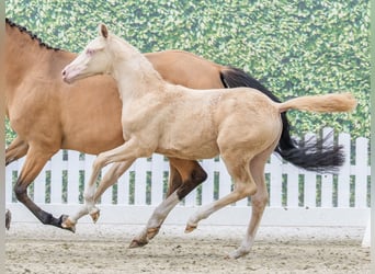 Deutsches Reitpony, Stute, Fohlen (02/2026), Perlino