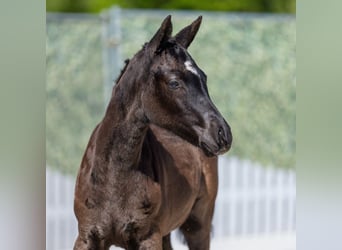 Deutsches Reitpony, Stute, Fohlen (02/2026), Rappe