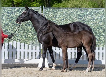 Deutsches Reitpony, Stute, Fohlen (02/2026), Rappe