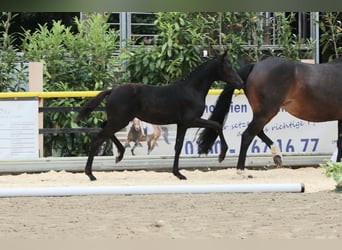 Deutsches Reitpony, Stute, , Rappe