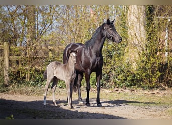 Deutsches Reitpony, Stute, Fohlen (03/2025), Rappe