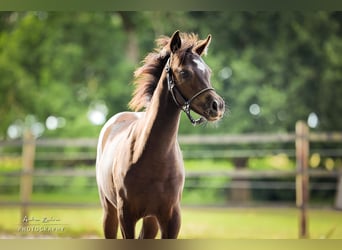 Deutsches Reitpony, Stute, Fohlen (03/2025), Rappe