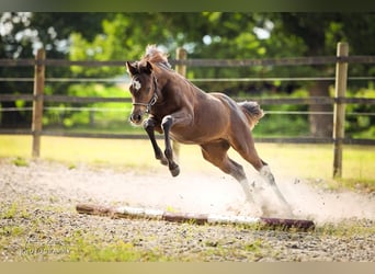 Deutsches Reitpony, Stute, Fohlen (03/2025), Rappe