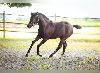 Deutsches Reitpony, Stute, Fohlen (03/2025), Rappe