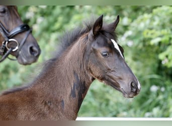 Deutsches Reitpony, Stute, Fohlen (03/2026), Rappe