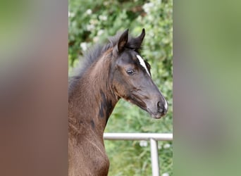 Deutsches Reitpony, Stute, Fohlen (03/2026), Rappe