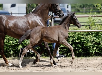 Deutsches Reitpony, Stute, Fohlen (03/2026), Rappe