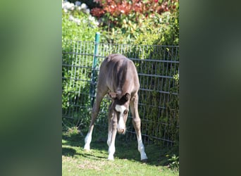 Deutsches Reitpony, Stute, , Rappe