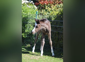 Deutsches Reitpony, Stute, , Rappe