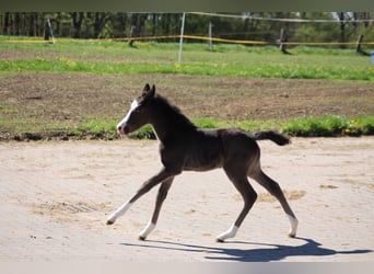 Deutsches Reitpony, Stute, , Rappe