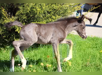 Deutsches Reitpony, Stute, , Rappe