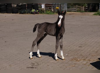 Deutsches Reitpony, Stute, , Rappe