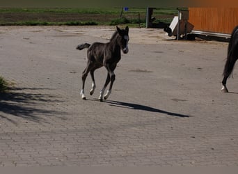 Deutsches Reitpony, Stute, , Rappe