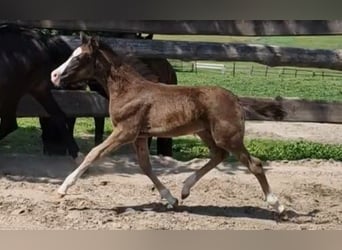 Deutsches Reitpony, Stute, Fohlen (04/2025), Rappe