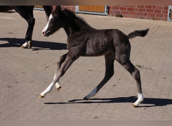 Deutsches Reitpony, Stute, , Rappe