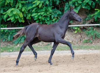 Deutsches Reitpony, Stute, Fohlen (04/2024), Rappe