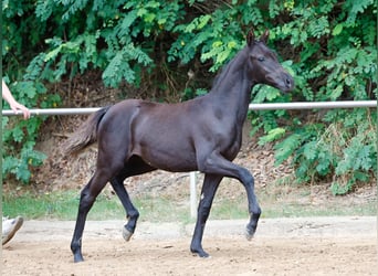 Deutsches Reitpony, Stute, Fohlen (04/2024), Rappe