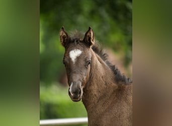 Deutsches Reitpony, Stute, Fohlen (04/2024), Rappe