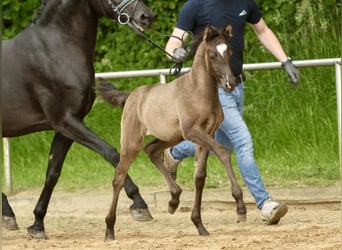 Deutsches Reitpony, Stute, Fohlen (04/2024), Rappe