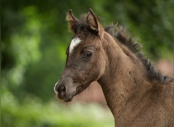 Deutsches Reitpony, Stute, Fohlen (04/2024), Rappe