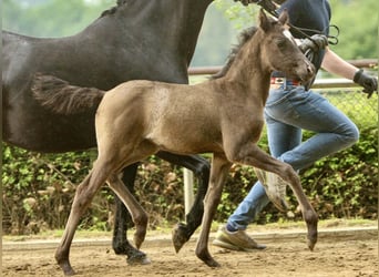 Deutsches Reitpony, Stute, Fohlen (04/2024), Rappe