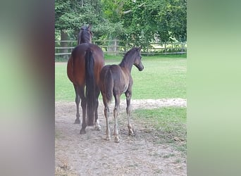 Deutsches Reitpony, Stute, Fohlen (05/2023), Rappe
