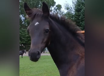 Deutsches Reitpony, Stute, Fohlen (05/2023), Rappe