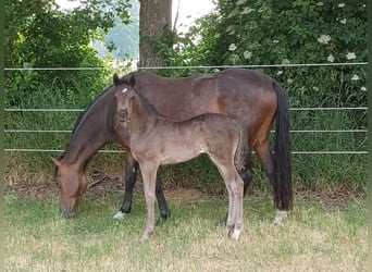 Deutsches Reitpony, Stute, Fohlen (05/2023), Rappe