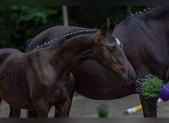 Deutsches Reitpony, Stute, , Rappe