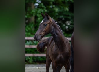 Deutsches Reitpony, Stute, , Rappe