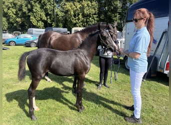 Deutsches Reitpony, Stute, Fohlen (05/2025), Rappe