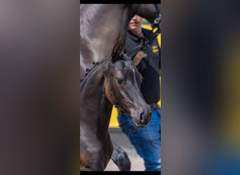 Deutsches Reitpony, Stute, Fohlen (04/2026), Rappe