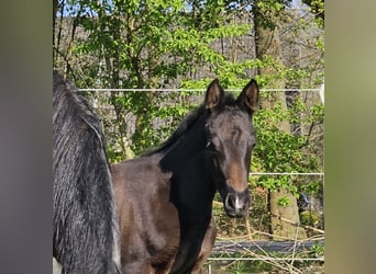 Deutsches Reitpony, Stute, Fohlen (03/2023), Rappschimmel