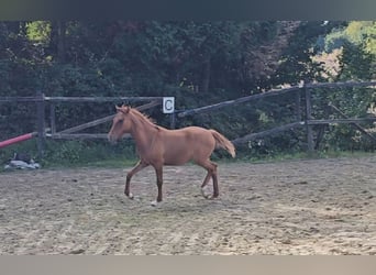 Deutsches Reitpony, Stute, Fohlen (04/2024), Red Dun