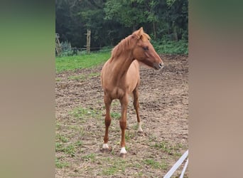 Deutsches Reitpony, Stute, Fohlen (04/2024), Red Dun