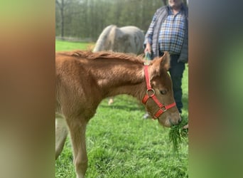 Deutsches Reitpony, Stute, Fohlen (03/2024), Roan-Red