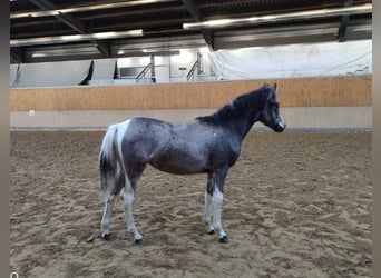 Deutsches Reitpony, Stute, Fohlen (05/2025), Schecke