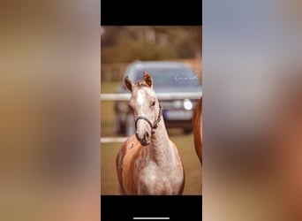 Deutsches Reitpony, Stute, Fohlen (04/2025), Schimmel
