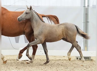 Deutsches Reitpony, Stute, Fohlen (03/2024), Schimmel