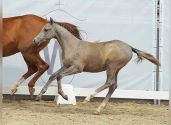 Deutsches Reitpony, Stute, Fohlen (03/2024), Schimmel