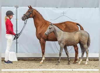 Deutsches Reitpony, Stute, Fohlen (03/2024), Schimmel