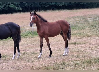Deutsches Reitpony, Stute, Fohlen (02/2026), Schwarzbrauner
